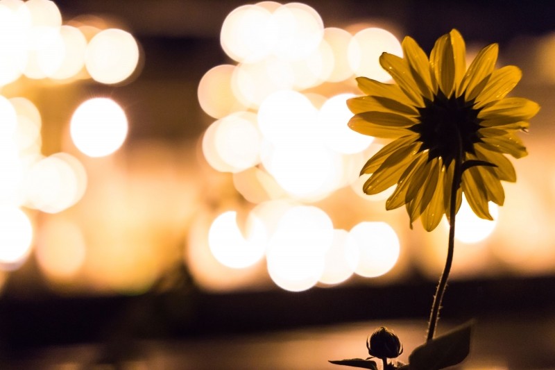 sunflower-lights-blurry-decor